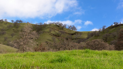 Hill covered with green grass and trees