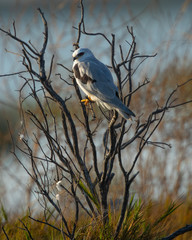 Very close view of a white-tailed kite on a bush, seen in the wild in a North California marsh