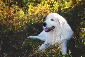 Portrait of beautiful maremmano abruzzese sheepdog. Big white fluffy maremma dog lying in the field on a sunny day.