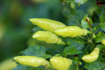 Green peppers on the tree