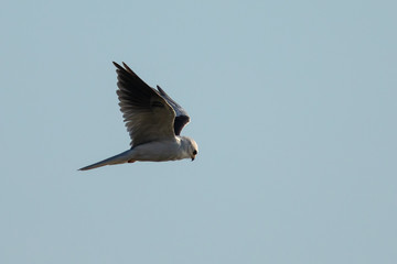 Very close view of a white-tailed kite flying, seen in the wild in North California