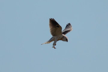 Very close view of a white-tailed kite about to strike, seen in the wild in North California