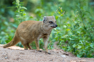 yellow mongoose