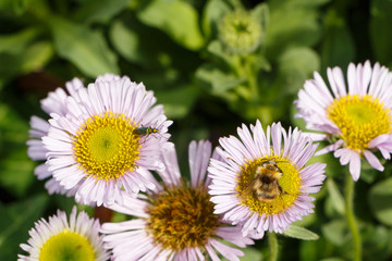 Abeille sur fleur de vergerette glauque