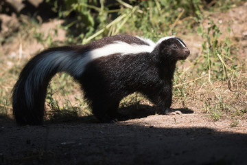 Striped skunk