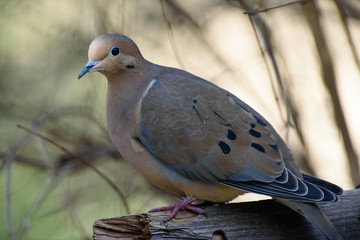 Beautiful bird sitting on log