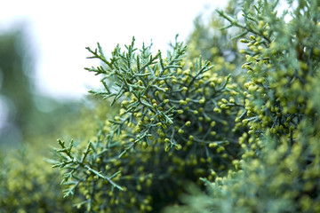 green lush branches of coniferous tree