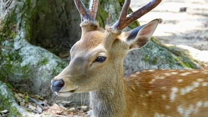 Ruhende Hirsche im Wald