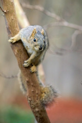 Cute squirrel sitting on branch of tree