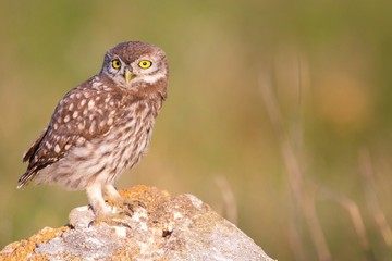 Young little owl sitting on a stone