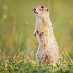 pretty Ground squirrel (Spermophilus pygmaeus) in the grass