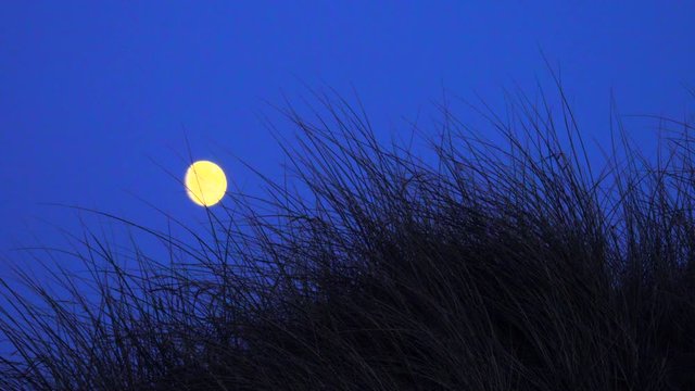 Vollmond in den D&uuml;nen mit D&uuml;nengras und dunklel blauem Himmel