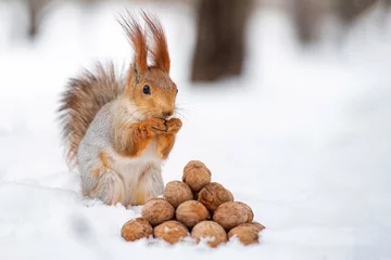 Foto auf Acrylglas Eichhörnchen Das Eichhörnchen steht mit Nuss in den Pfoten auf dem Schnee vor einem Haufen Nüsse