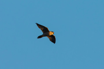 Peregrine Falcon flying in beautiful light, seen in the wild near the San Francisco Bay