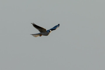 Very close view of a white-tailed kite flying, seen in the wild in North California