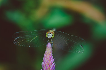 dragonfly on a leaf