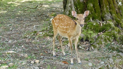 Reh, Ricke, Hirschkuh im Wald