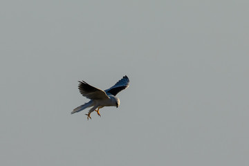 Very close view of a white-tailed kite about to strike, seen in the wild in North California