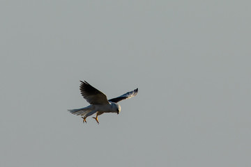 Very close view of a white-tailed kite about to strike, seen in the wild in North California