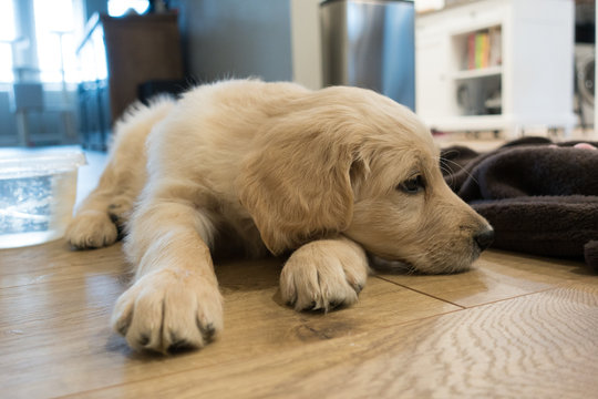 Cute puppy lying on floor near blanket
