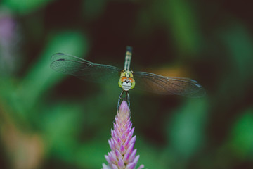 dragonfly on a leaf