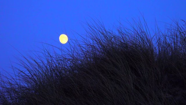 Vollmond in den D&uuml;nen mit D&uuml;nengras und dunklel blauem Himmel