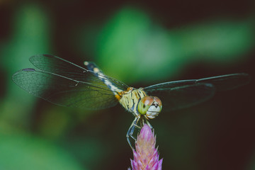 dragonfly on a leaf