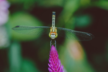 dragonfly on a leaf