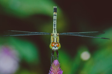 dragonfly on a leaf