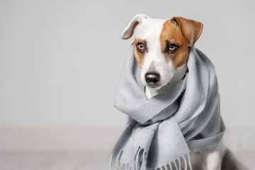 Dog wrapped in a scarf