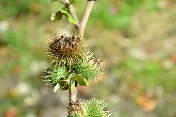 Distel