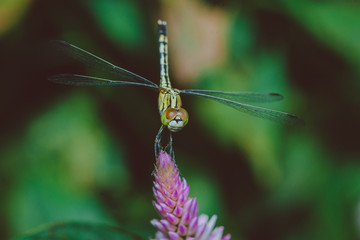 dragonfly on a leaf