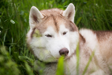 Close-up Portrait of serious Beige and white Siberian Husky dog lying in the grass in the field