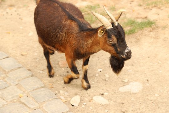 Ch&egrave;vre dans un parc d'animaux
