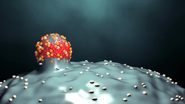 Bird virus in motion