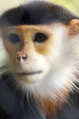 Red-shanked Douc in zoo