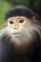 Red-shanked Douc in zoo