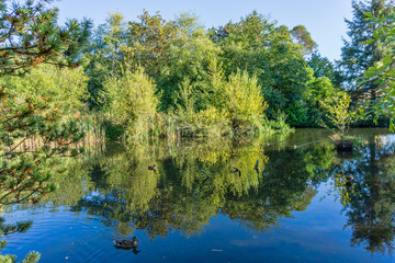 Fototapeta na wymiar Extreme Pond Reflections 7