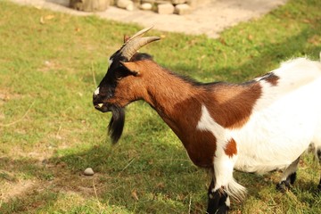 Ch&egrave;vre dans un parc d'animaux