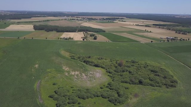 Flight over cereal field at summer. 4k aerial drone footage.