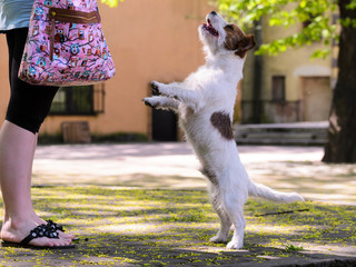 Obraz premium Jack russell terrier training outdoors