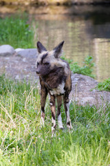 The African wild dog