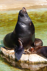 Sea-lion on the stone