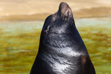 A close-up view of a sea lion head