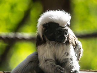 Tamarin