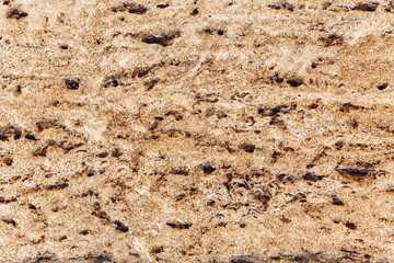 wall of shell bricks background.