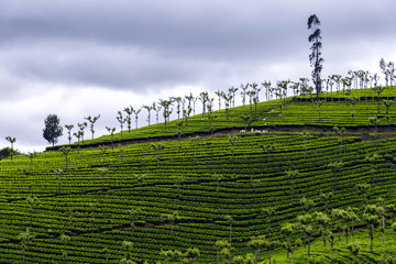 Tea plantation in Ooty municipality, India. India is one of the largest tea producers in the world, although over 70 percent of its tea is consumed within India itself