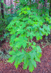 branch of a maple tree with bright green leaves