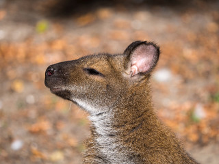 Wallaby 