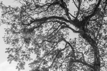 Black and White Branches of old tree and leaves.